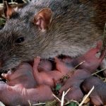 Super-Rat-Population-going-to-be-problem-for-Ireland-in-coming-month1-e1448512097307